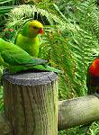 Lorikeets & Loris